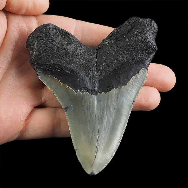 SKAMIENIAŁY ZĄB REKINA - MEGALODON - 88 mm - FLORYDA, USA