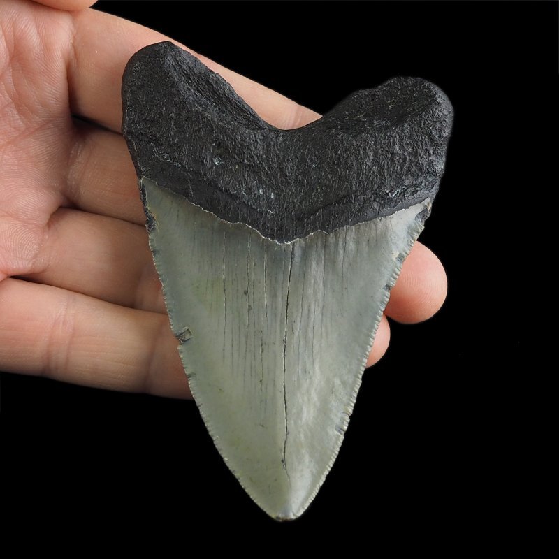 SKAMIENIAŁY ZĄB REKINA - MEGALODON - 90 mm - FLORYDA, USA