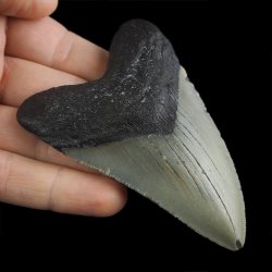 SKAMIENIAŁY ZĄB REKINA - MEGALODON - 90 mm - FLORYDA, USA
