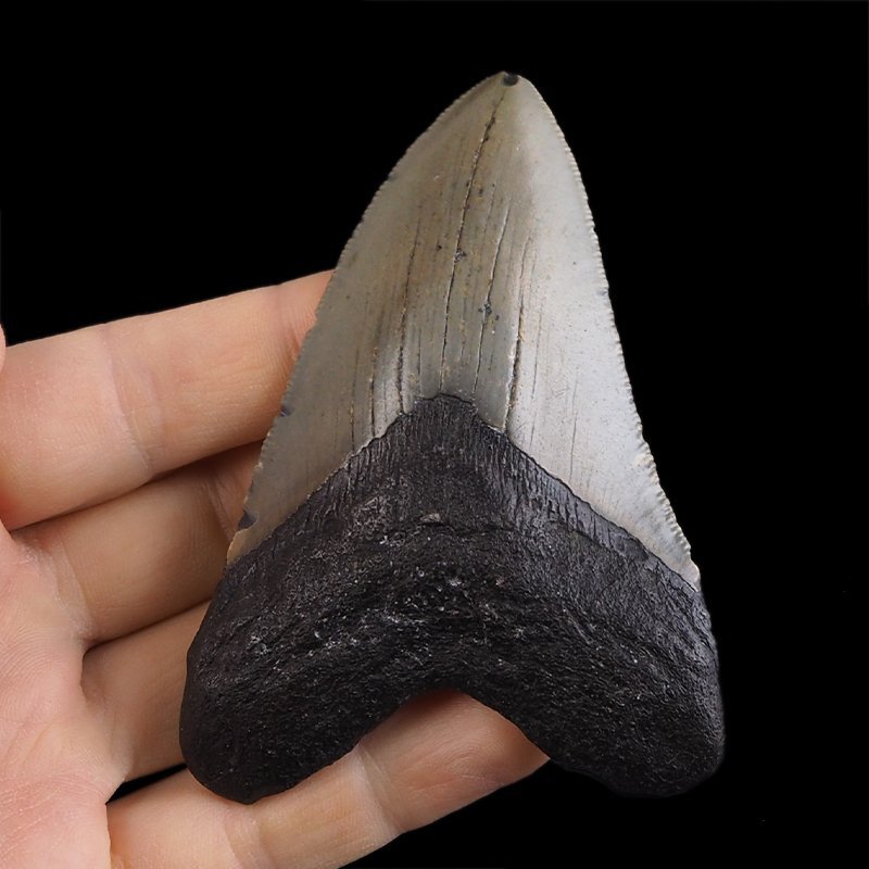 SKAMIENIAŁY ZĄB REKINA - MEGALODON - 90 mm - FLORYDA, USA