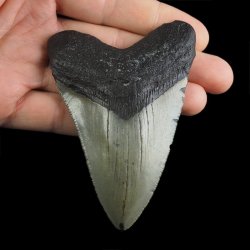 SKAMIENIAŁY ZĄB REKINA - MEGALODON - 90 mm - FLORYDA, USA