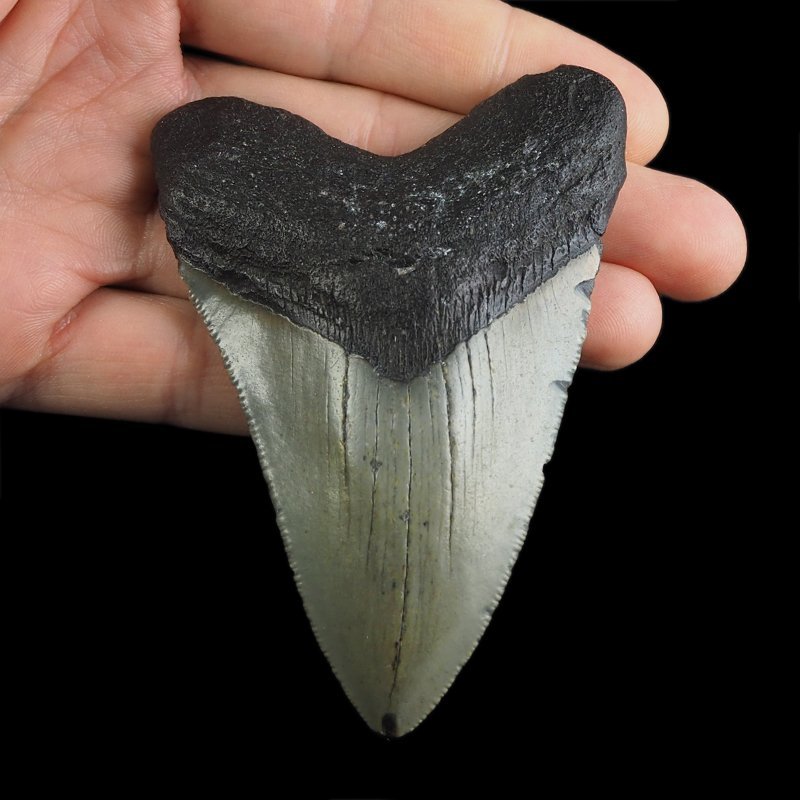 SKAMIENIAŁY ZĄB REKINA - MEGALODON - 90 mm - FLORYDA, USA