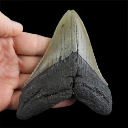 SKAMIENIAŁY ZĄB REKINA - MEGALODON - 104 mm - FLORYDA, USA