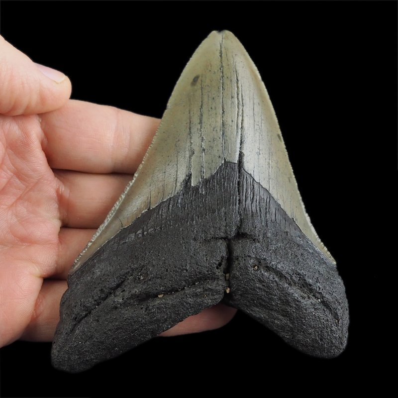 SKAMIENIAŁY ZĄB REKINA - MEGALODON - 104 mm - FLORYDA, USA