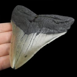 SKAMIENIAŁY ZĄB REKINA - MEGALODON - 104 mm - FLORYDA, USA