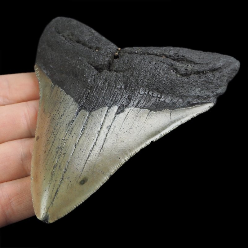 SKAMIENIAŁY ZĄB REKINA - MEGALODON - 104 mm - FLORYDA, USA