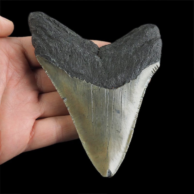 SKAMIENIAŁY ZĄB REKINA - MEGALODON - 104 mm - FLORYDA, USA