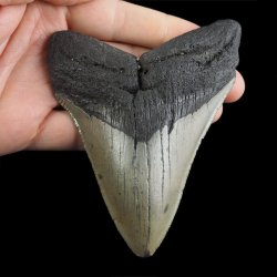 SKAMIENIAŁY ZĄB REKINA - MEGALODON - 104 mm - FLORYDA, USA