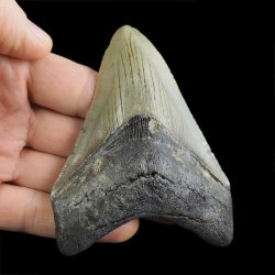 SKAMIENIAŁY ZĄB REKINA - MEGALODON - 92 mm - FLORYDA, USA