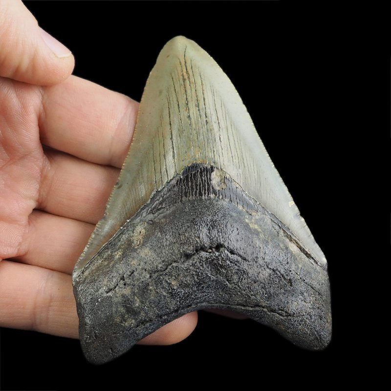 SKAMIENIAŁY ZĄB REKINA - MEGALODON - 92 mm - FLORYDA, USA