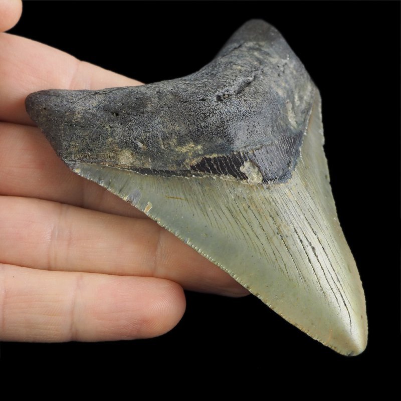 SKAMIENIAŁY ZĄB REKINA - MEGALODON - 92 mm - FLORYDA, USA
