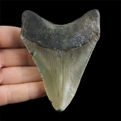 SKAMIENIAŁY ZĄB REKINA - MEGALODON - 92 mm - FLORYDA, USA