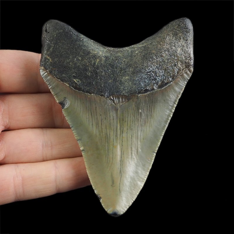SKAMIENIAŁY ZĄB REKINA - MEGALODON - 92 mm - FLORYDA, USA
