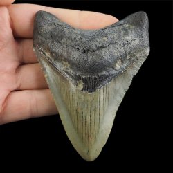 SKAMIENIAŁY ZĄB REKINA - MEGALODON - 92 mm - FLORYDA, USA