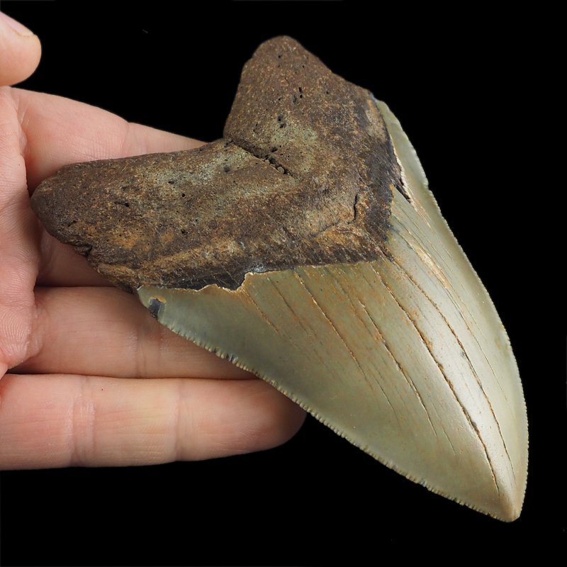 SKAMIENIAŁY ZĄB REKINA - MEGALODON - 108 mm - FLORYDA, USA
