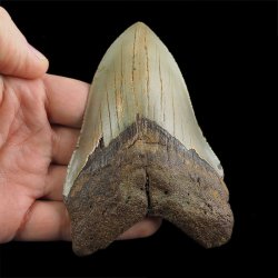 SKAMIENIAŁY ZĄB REKINA - MEGALODON - 108 mm - FLORYDA, USA