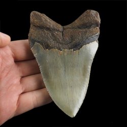 SKAMIENIAŁY ZĄB REKINA - MEGALODON - 108 mm - FLORYDA, USA
