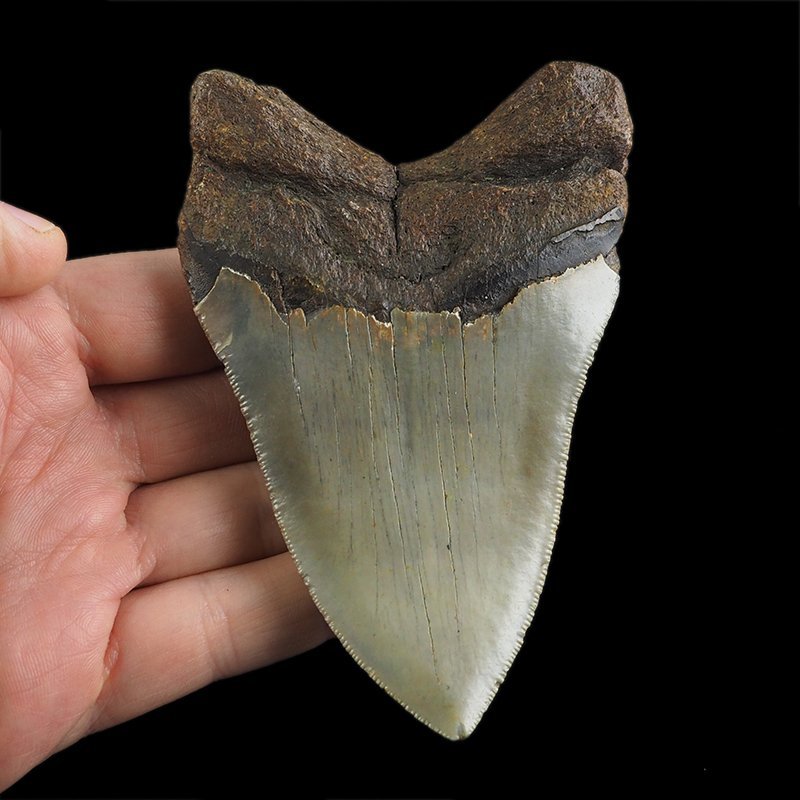 SKAMIENIAŁY ZĄB REKINA - MEGALODON - 108 mm - FLORYDA, USA