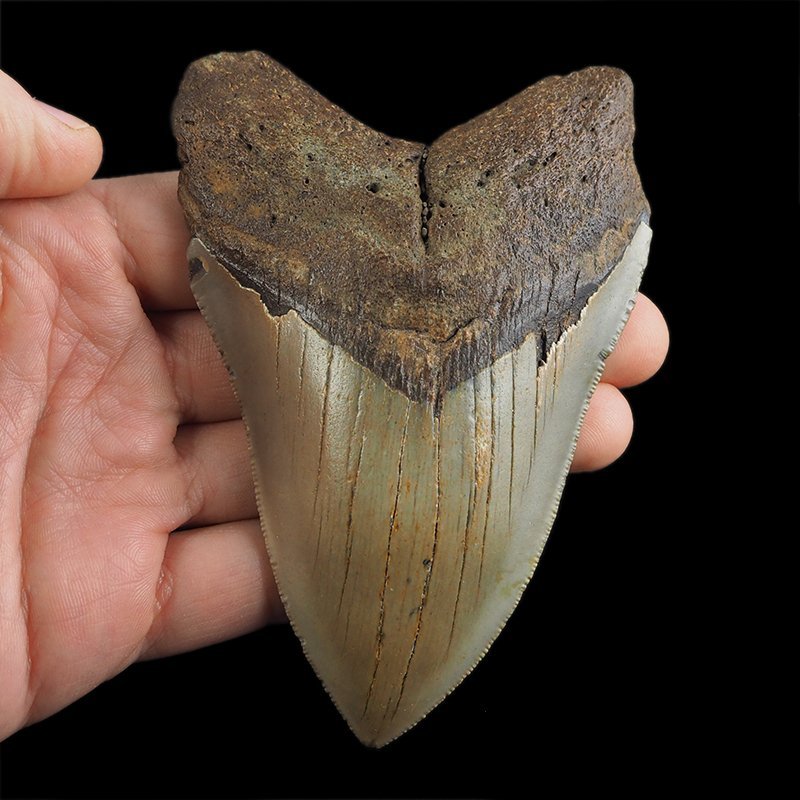 SKAMIENIAŁY ZĄB REKINA - MEGALODON - 108 mm - FLORYDA, USA