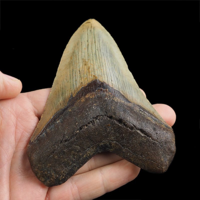 SKAMIENIAŁY ZĄB REKINA - MEGALODON - 110 mm - FLORYDA, USA