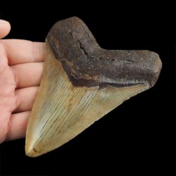 SKAMIENIAŁY ZĄB REKINA - MEGALODON - 110 mm - FLORYDA, USA