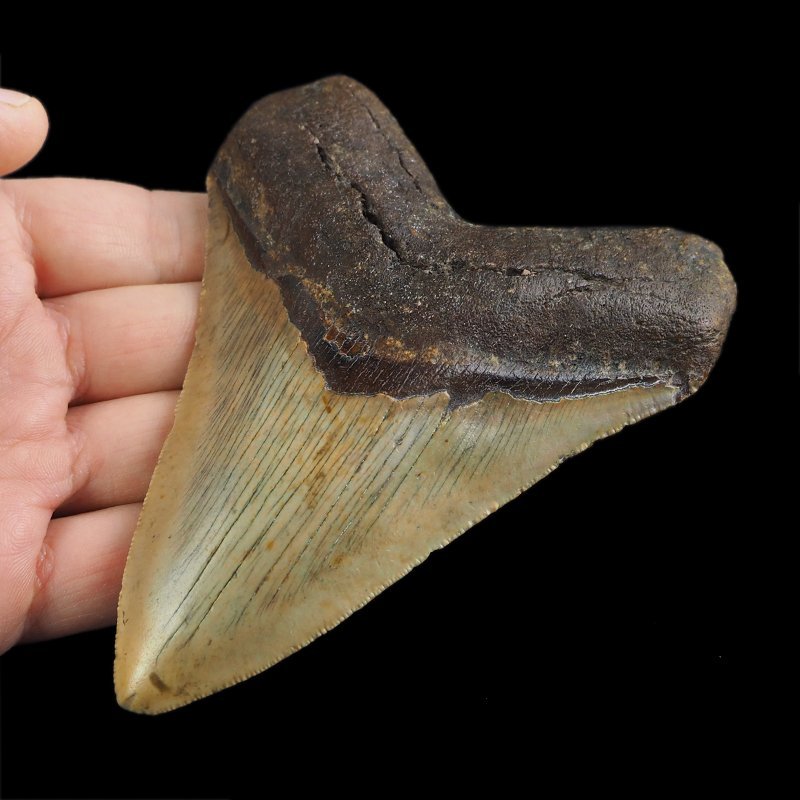 SKAMIENIAŁY ZĄB REKINA - MEGALODON - 110 mm - FLORYDA, USA