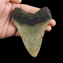 SKAMIENIAŁY ZĄB REKINA - MEGALODON - 110 mm - FLORYDA, USA
