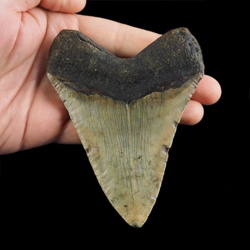 SKAMIENIAŁY ZĄB REKINA - MEGALODON - 110 mm - FLORYDA, USA