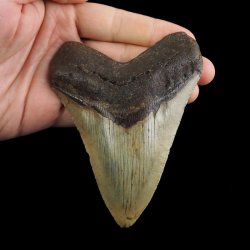 SKAMIENIAŁY ZĄB REKINA - MEGALODON - 110 mm - FLORYDA, USA