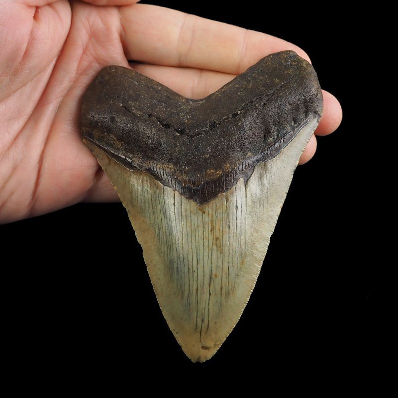 SKAMIENIAŁY ZĄB REKINA - MEGALODON - 110 mm - FLORYDA, USA