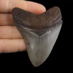 SKAMIENIAŁY ZĄB REKINA - MEGALODON - 76 mm - FLORYDA, USA