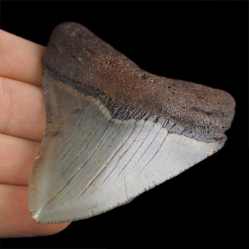 SKAMIENIAŁY ZĄB REKINA - MEGALODON - 76 mm - FLORYDA, USA