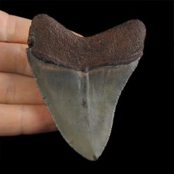 SKAMIENIAŁY ZĄB REKINA - MEGALODON - 76 mm - FLORYDA, USA