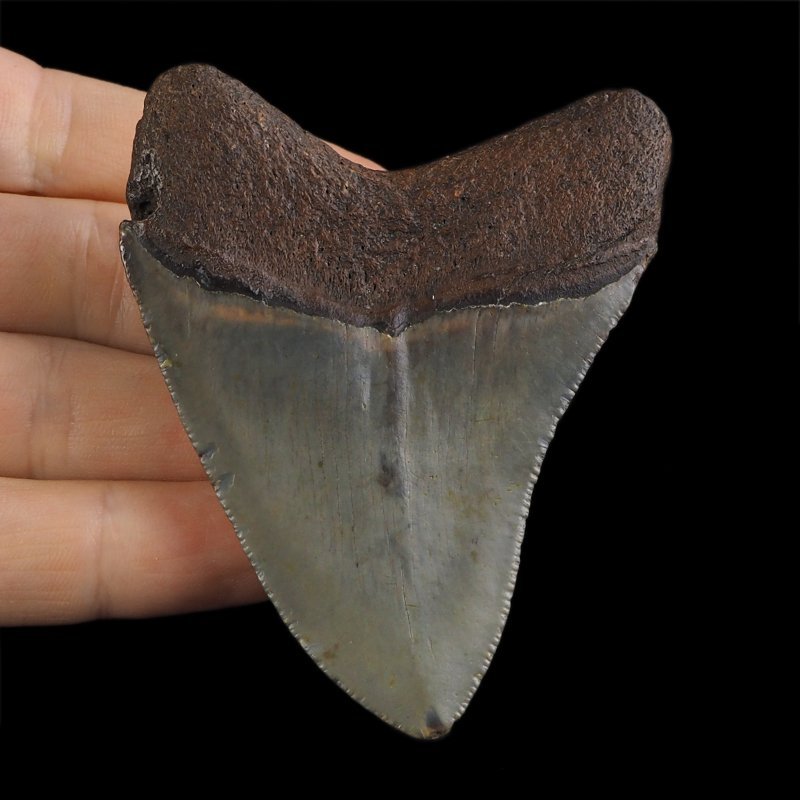 SKAMIENIAŁY ZĄB REKINA - MEGALODON - 76 mm - FLORYDA, USA