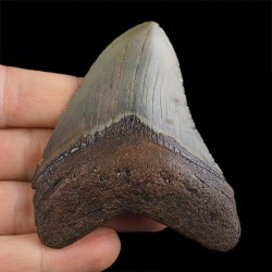 SKAMIENIAŁY ZĄB REKINA - MEGALODON - 76 mm - FLORYDA, USA