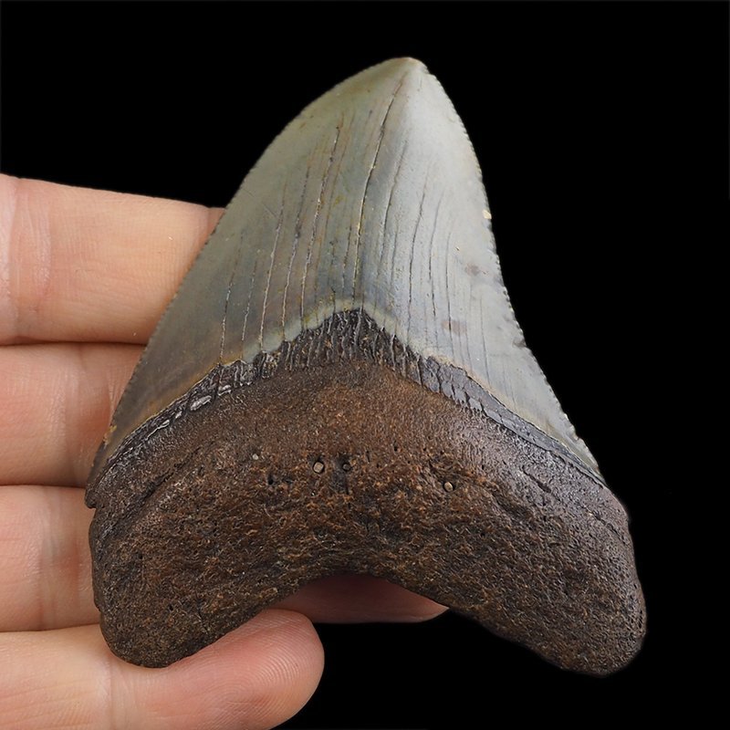 SKAMIENIAŁY ZĄB REKINA - MEGALODON - 76 mm - FLORYDA, USA
