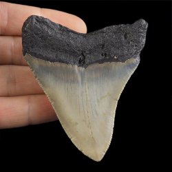 SKAMIENIAŁY ZĄB REKINA - MEGALODON - 74 mm - FLORYDA, USA