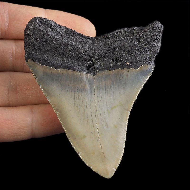 SKAMIENIAŁY ZĄB REKINA - MEGALODON - 74 mm - FLORYDA, USA