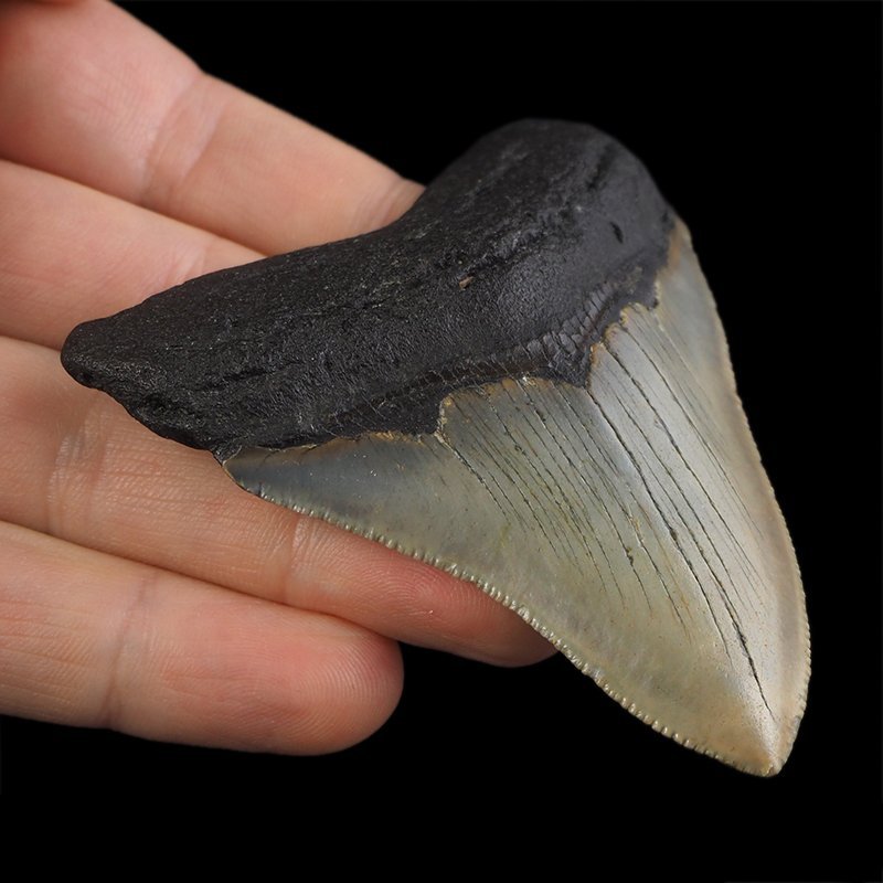 SKAMIENIAŁY ZĄB REKINA - MEGALODON - 74 mm - FLORYDA, USA