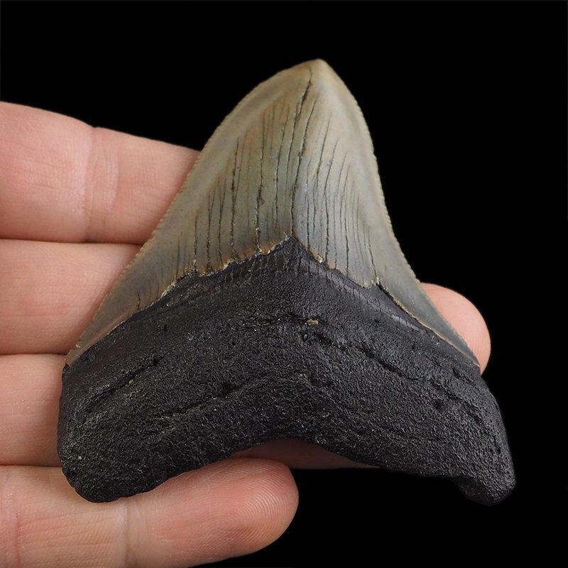 SKAMIENIAŁY ZĄB REKINA - MEGALODON - 74 mm - FLORYDA, USA