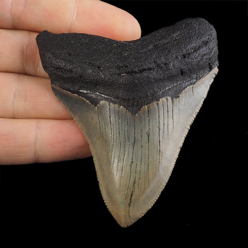 SKAMIENIAŁY ZĄB REKINA - MEGALODON - 74 mm - FLORYDA, USA