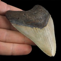 SKAMIENIAŁY ZĄB REKINA - MEGALODON - 83 mm - FLORYDA, USA