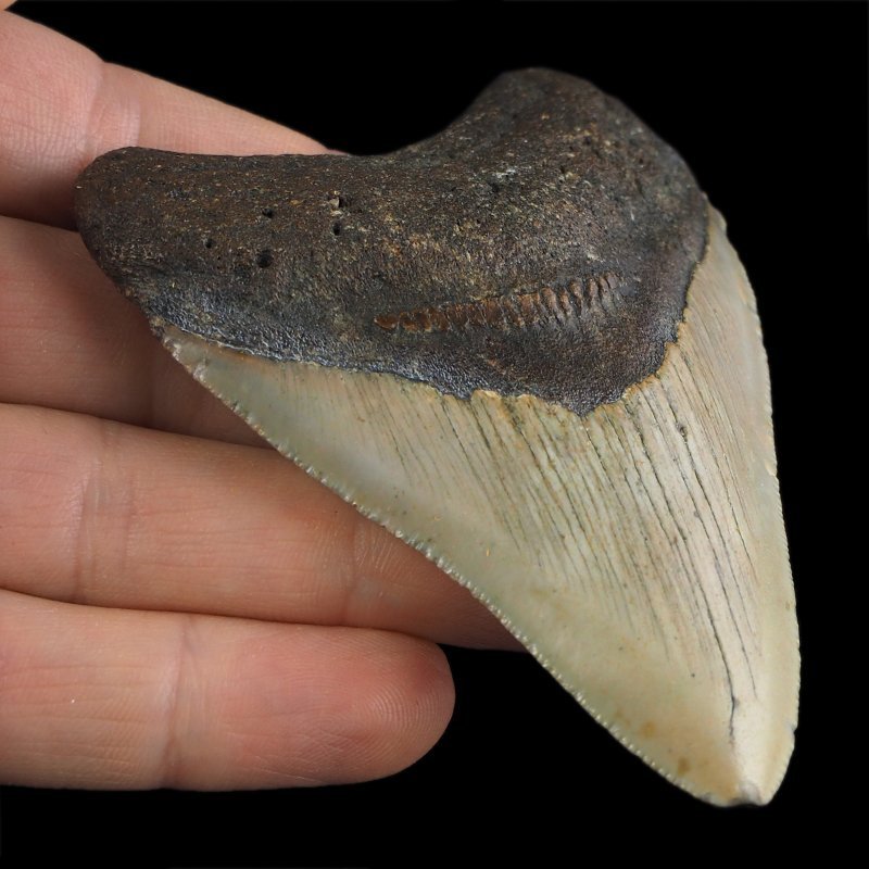 SKAMIENIAŁY ZĄB REKINA - MEGALODON - 83 mm - FLORYDA, USA