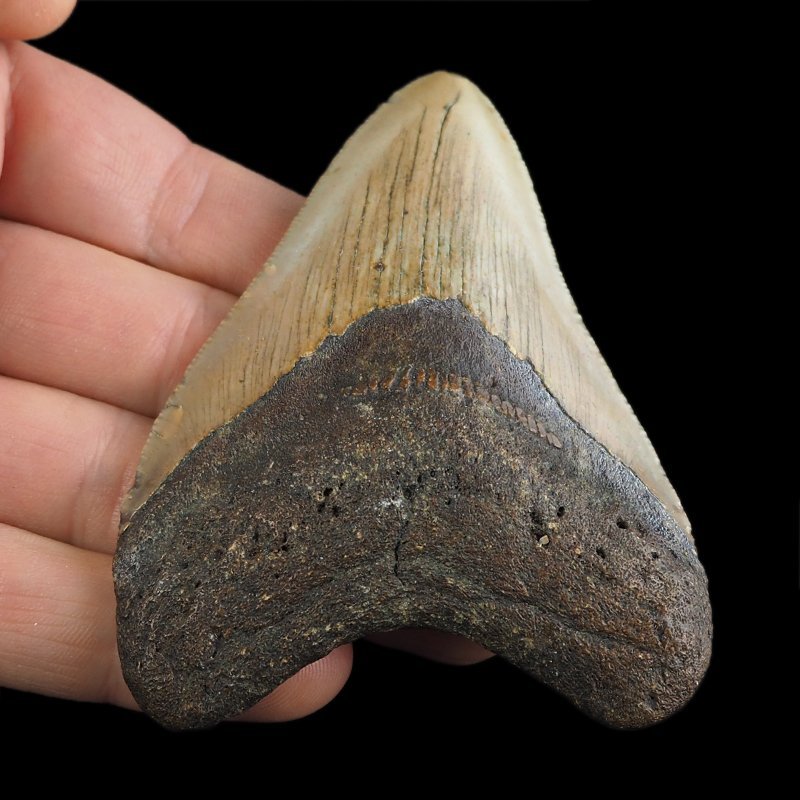 SKAMIENIAŁY ZĄB REKINA - MEGALODON - 83 mm - FLORYDA, USA