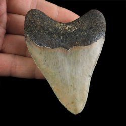 SKAMIENIAŁY ZĄB REKINA - MEGALODON - 83 mm - FLORYDA, USA