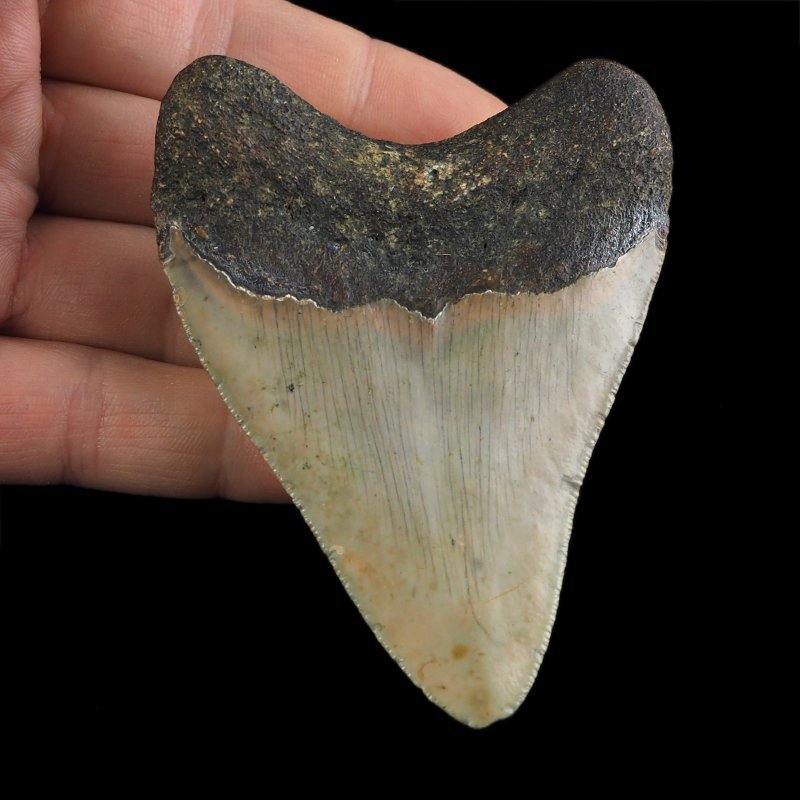 SKAMIENIAŁY ZĄB REKINA - MEGALODON - 83 mm - FLORYDA, USA