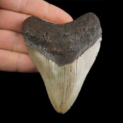 SKAMIENIAŁY ZĄB REKINA - MEGALODON - 83 mm - FLORYDA, USA