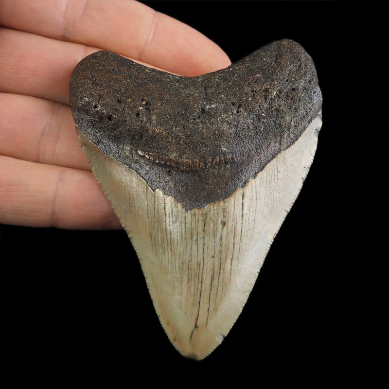 SKAMIENIAŁY ZĄB REKINA - MEGALODON - 83 mm - FLORYDA, USA