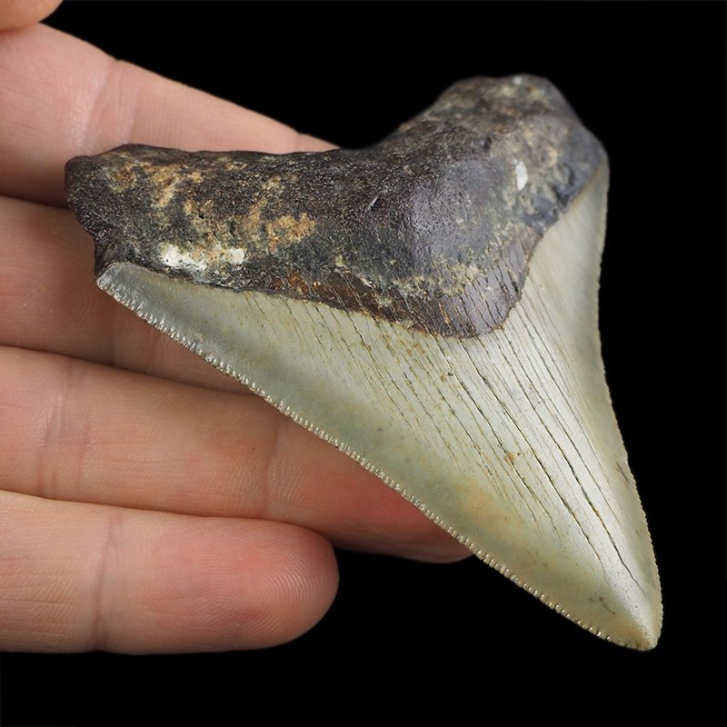 SKAMIENIAŁY ZĄB REKINA - MEGALODON - 79 mm - FLORYDA, USA