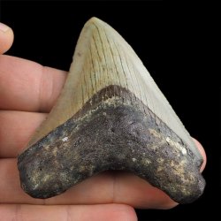 SKAMIENIAŁY ZĄB REKINA - MEGALODON - 79 mm - FLORYDA, USA